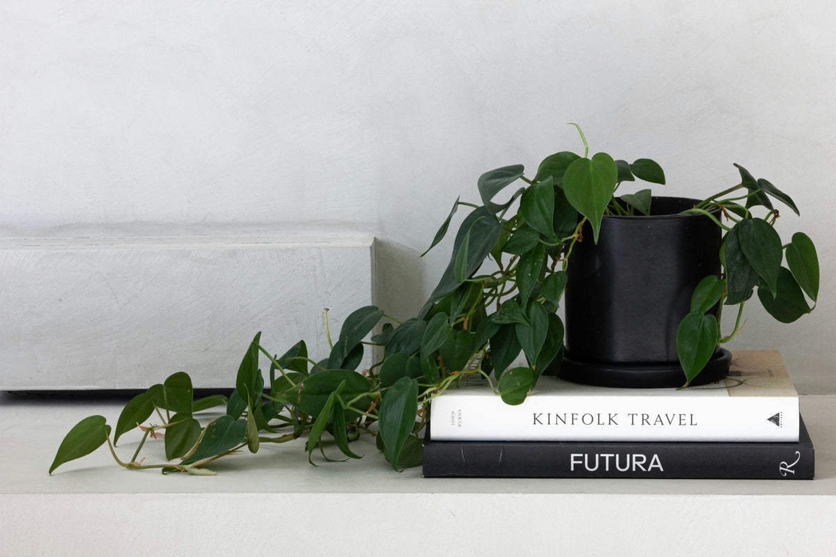 Potted plant on top of two books with a white background